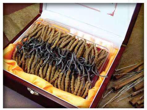 平桂冬虫夏草回收